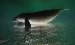 Magic Manatee by Becky Kagan 
